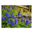 Recherche de jacinthes posters Floral