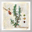 Suche nach rosmarin poster Botanisch