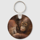 Suche nach orang utan schlüsselanhänger Dschungel