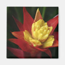 Suche nach roter blumenmagnet Blüte