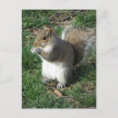 Recherche de alimentation cartes postales Rongeur