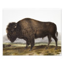 Recherche de bison de buffle posters Vintage