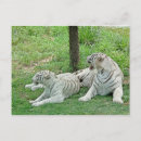 Recherche de visage tigre cartes postales Nature