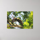Recherche de aigle animaux articles Animal