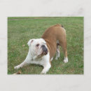 Suche nach cooler hund postkarten Bulldogge