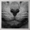 Recherche de nez art Faune