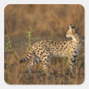 Suche nach masai aufkleber Kenia