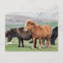 Suche nach shetlandpony postkarten Braun