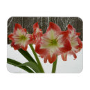 Recherche de amaryllis magnets Rouge