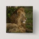 Recherche de lions africains badges Lion africain