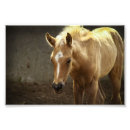 Suche nach fohlen poster Pferd