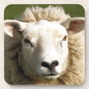 Suche nach landwirtschaft untersetzer Nutztiere