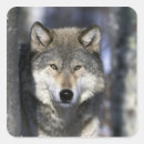 Suche nach wolfs aufkleber Nordamerika