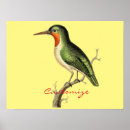 Suche nach hummingbird poster Geflügel
