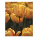Recherche de tulipe jaune posters Printemps