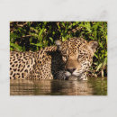 Recherche de jaguars cartes postales Panthère onca