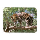 Recherche de l equateur magnets Animal