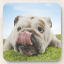 Recherche de bouledogue français bar Animaux