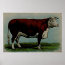 Suche nach beef poster Cattle