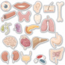 Suche nach menschliche organe Menschlicher körper