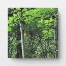 Suche nach eulen fotoplatten Natur