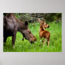Suche nach elche poster Tier