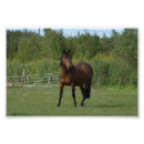 Recherche de cheval de baie posters Animal