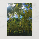 Recherche de glycines cartes postales Pour tous