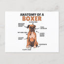 Recherche de chien boxer cartes postales Race de chien