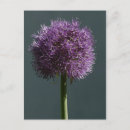 Suche nach allium poster Dekorativ