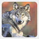 Recherche de portrait loup autocollants Sauvage