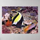 Suche nach idole poster Fisch