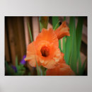 Recherche de gladioli posters Fleur