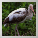 Recherche de mineur posters Oiseaux