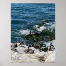 Suche nach robbe poster Natur