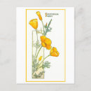 Recherche de poppy cartes postales Pavot