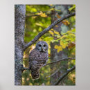 Suche nach schleiereulen poster Wald