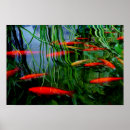 Suche nach fischteich poster Grün