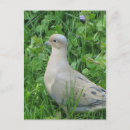 Recherche de colombes cartes postales Animal