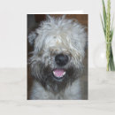 Suche nach wheaten terrier karten Hund