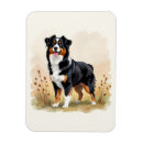 Recherche de chien berger australien magnets Australishepherd