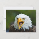 Recherche de chauve cartes postales Oiseau