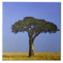 Recherche de acacia carreaux Simple