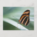 Recherche de ailes cartes postales Feuille