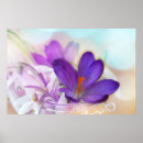 Recherche de crocus posters Violet