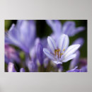 Suche nach agapanthus poster Lila