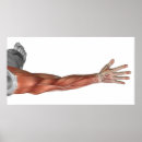 Suche nach menschlicher arm poster Medizin