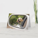 Suche nach mirror karten Haustier