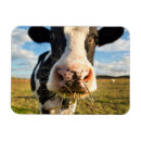 Suche nach holsteiner magnete Vieh