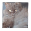 Suche nach fell fliesen Katze